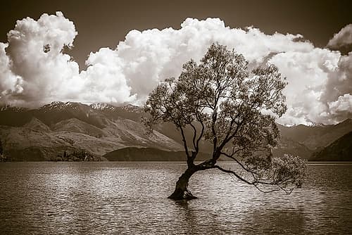 The Wanaka tree-Lake Wanaka-Otago-South Island-New Zealand Coastal Print
